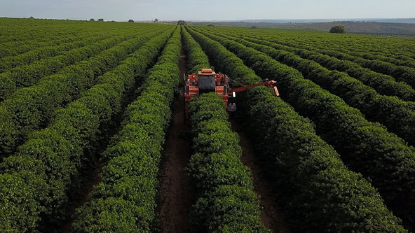 Café da Região do Cerrado Mineiro terá impressão digital