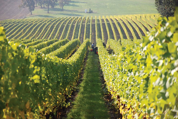 Hub Wine: sommelier Wallace Neves fala do fantástico Alentejo!