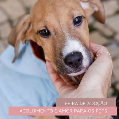 Uberlândia Shopping realiza mais uma Feira de Adoção de Animais  