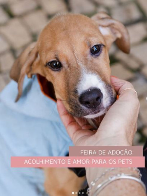 Uberlândia Shopping realiza mais uma Feira de Adoção de Animais