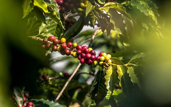 Brasil recebe a primeira certificação de cafeicultura regenerativa do mundo