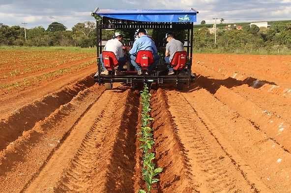 Epamig discute novas tecnologias para produção de mudas e plantio de café