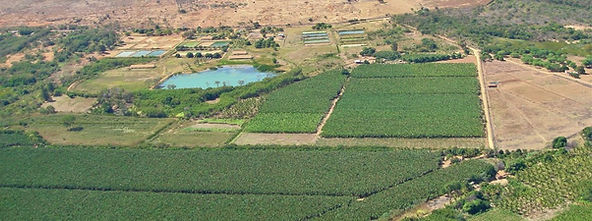 Soluções tecnológicas irão impulsionar a agricultura e a pecuária no estado em 2022