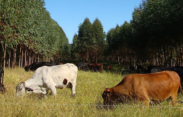 Emater-MG vence concorrência para prestar assistência em projeto de agricultura de baixo carbono