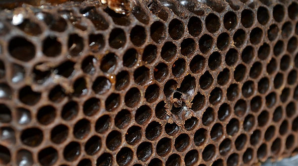 Pesquisas garantem indicação de origem do mel de aroeira do Norte de Minas