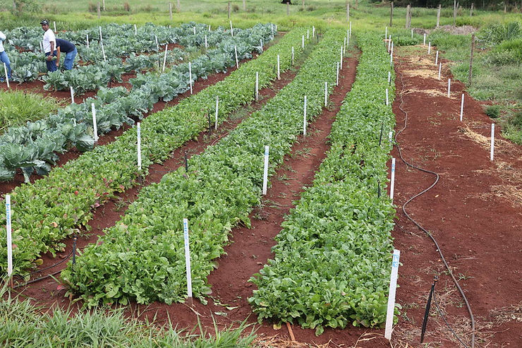 Uberlândia está entre as 10 melhores cidades do Brasil para negócios no setor Agro