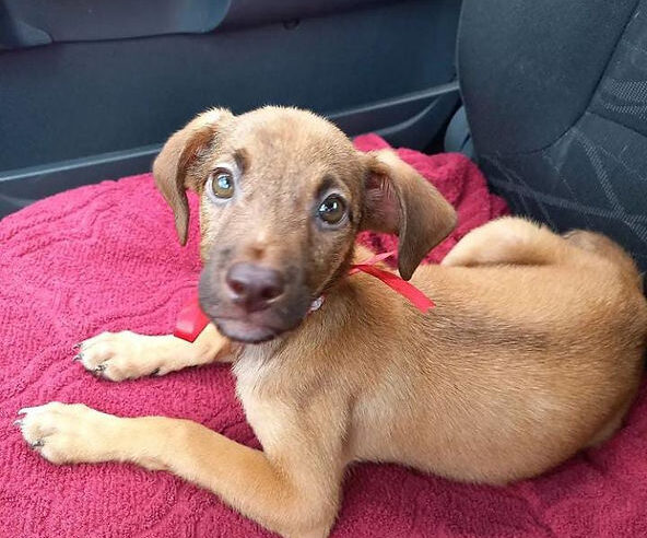Uberlândia Shopping recebe 1ª Feira de Adoção de Animais de 2022