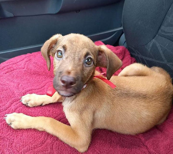 Uberlândia Shopping recebe 1ª Feira de Adoção de Animais de 2022