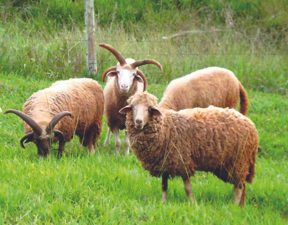 Raças Raras