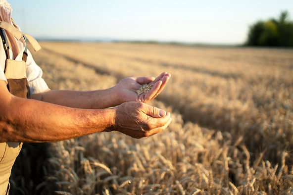 Conselho Estadual de Políticas Agrícolas fecha 2021 com avanços