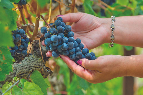 Sustentabilidade no mundo dos vinhos!