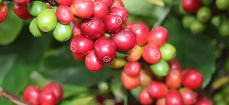 Exportações de produtos agropecuários atingem 46,8% do total do estado