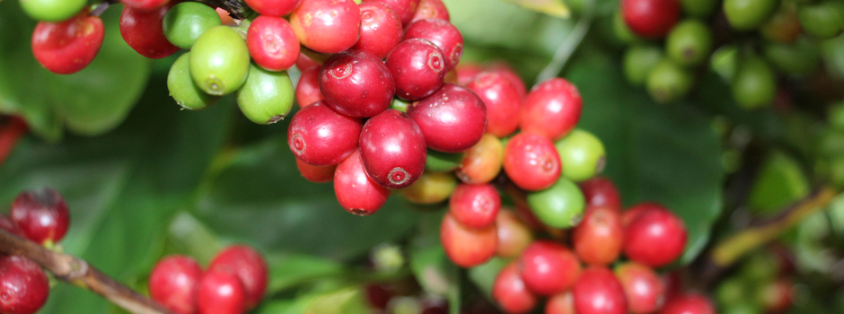Exportações de produtos agropecuários atingem 46,8% do total do estado