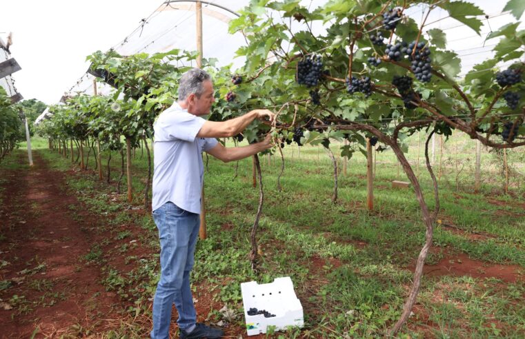 Ferub sedia Dia de Campo sobre Vitinicultura