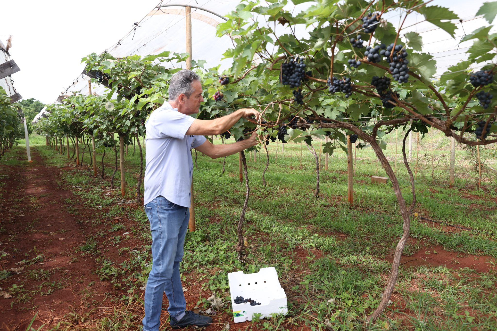 Ferub sedia Dia de Campo sobre Vitinicultura
