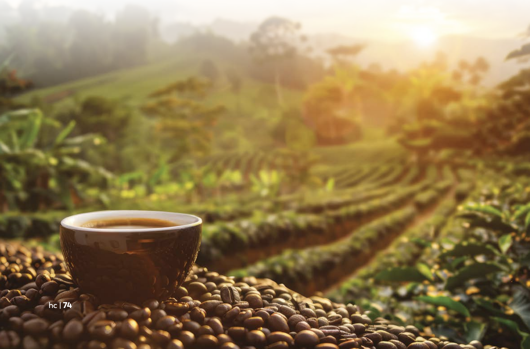 Café importado livre de impostos – Solução mágica ou cortina de fumaça?