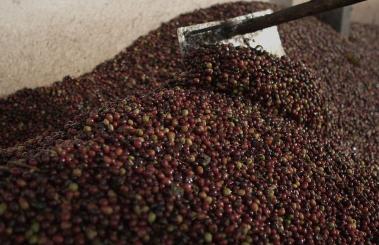 Nova categoria valoriza cafés naturalmente doces no 13º Prêmio Região do Cerrado Mineiro