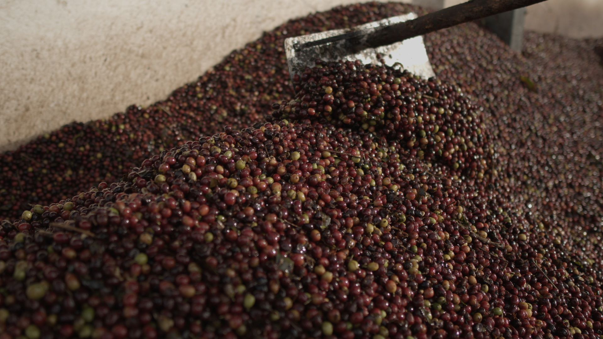 Nova categoria valoriza cafés naturalmente doces no 13º Prêmio Região do Cerrado Mineiro