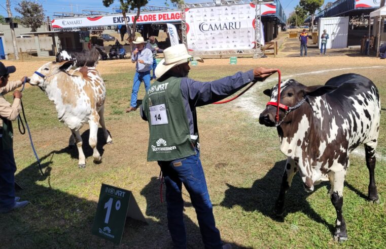 Exposição Ranqueada Nelore Pelagens reúne 130 animais no Camaru 2025