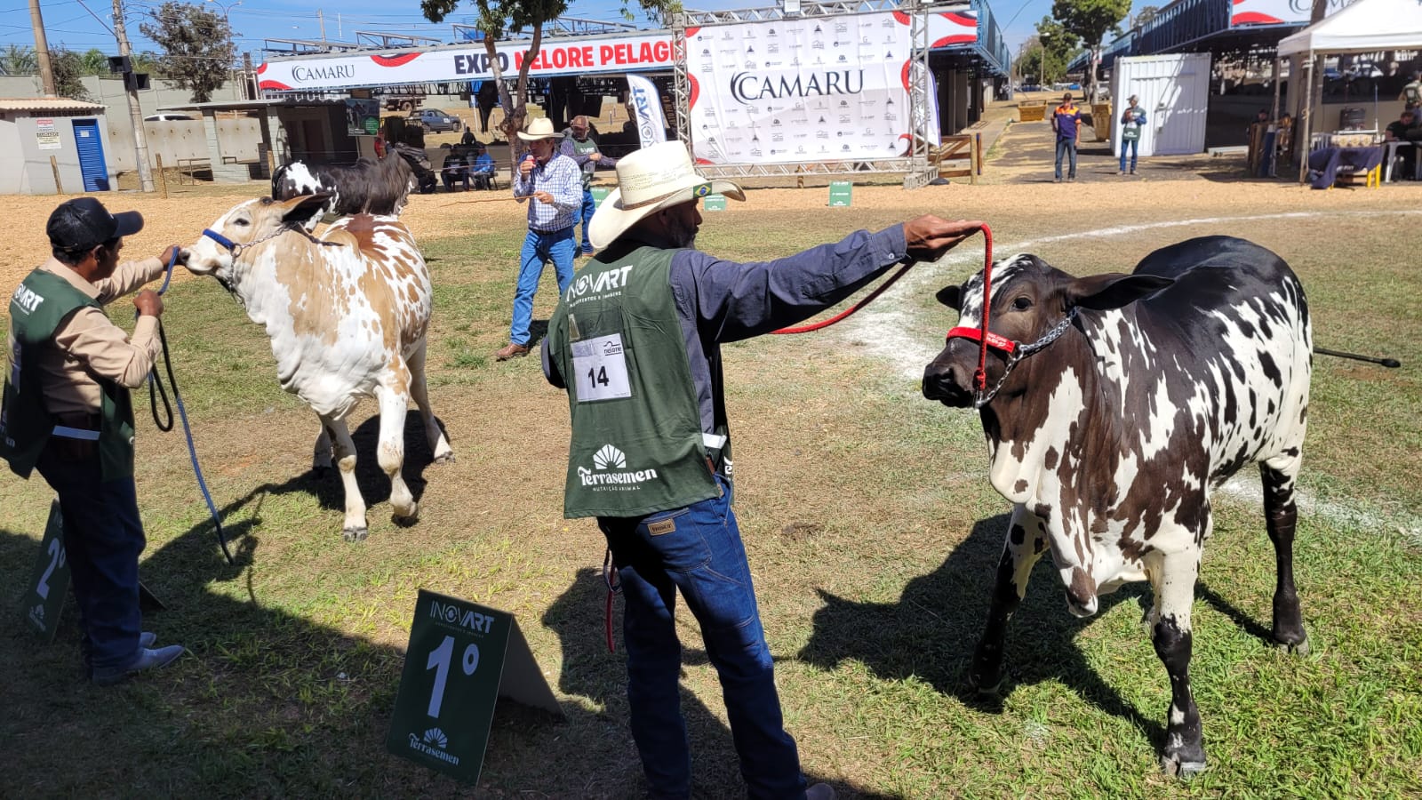 Exposição Ranqueada Nelore Pelagens reúne 130 animais no Camaru 2025
