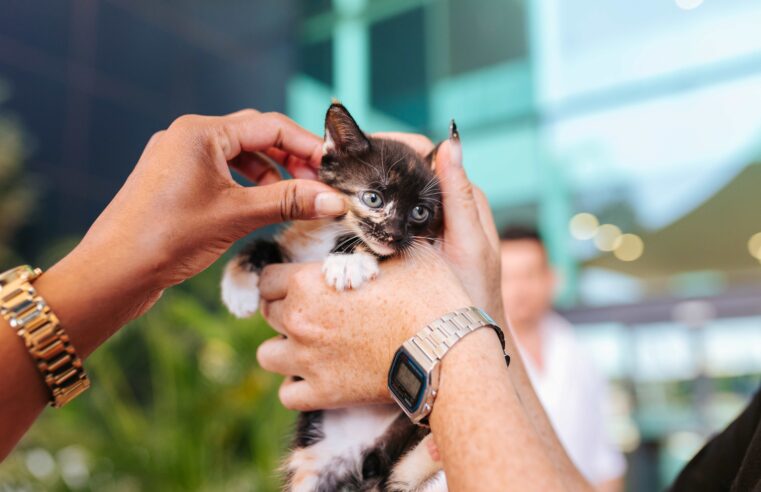 Uberlândia Shopping recebe mais uma edição da feira de adoção “Meu Novo Aumigo” neste sábado