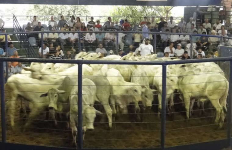 Dia 12/4 – 24º Leilão Inconfidência aborda qualidade genética – Nelore e Cruzamento Industrial