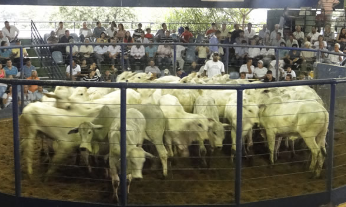 Dia 12/4 – 24º Leilão Inconfidência aborda qualidade genética – Nelore e Cruzamento Industrial