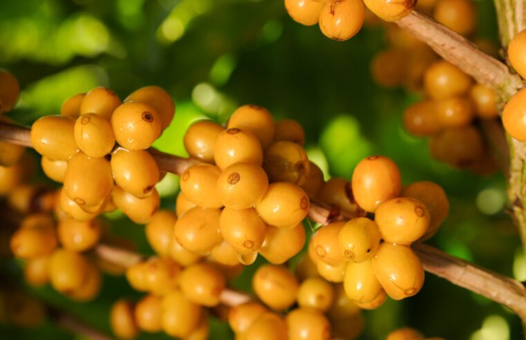 Região do Cerrado Mineiro leva cafés da nova safra e experiências sensoriais à World of Coffee Brussels 2026